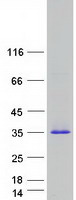 protq9y2y8 prg3 human recombinant protein