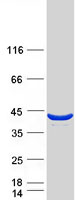 Coomassie blue staining of purified SUGT1 protein