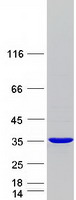 Coomassie blue staining of purified MEMO1 protein