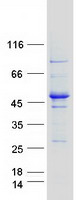Coomassie blue staining of purified IFT52 protein