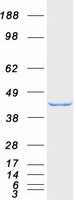 Coomassie blue staining of purified SH3GLB1 protein