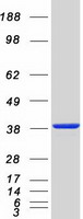 protq9y376 cab39 human recombinant protein