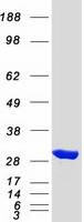 Coomassie blue staining of purified SBDS protein