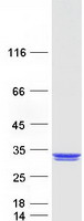 Coomassie blue staining of purified REXO2 protein