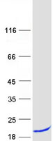 protq9y3c8 ufc1 human recombinant protein