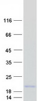 Coomassie blue staining of purified MRPS18C protein