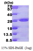 3ug by SDS-PAGE under reducing condition and visualized by coomassie blue stain