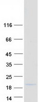 protq9y3e2 bola1 human recombinant protein