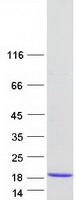 protq9y3m2 pgea1 cby1 human recombinant protein