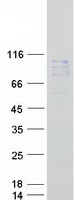 protq9y3q0 naalad2 human recombinant protein