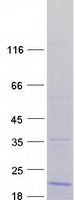 protq9y3u8 rpl36 human recombinant protein