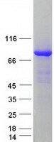 protq9y496 kif3a human recombinant protein