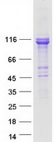 Coomassie blue staining of purified TCAF1 protein