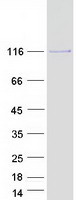 protq9y4e8 usp15 human recombinant protein