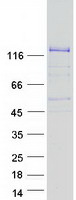 protq9y4f1 farp1 human recombinant protein