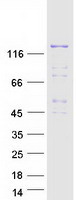 protq9y4g2 plekhm1 human recombinant protein