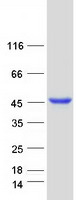 protq9y4p1 atg4b human recombinant protein