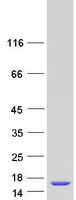 protq9y4y9 lsm5 human recombinant protein