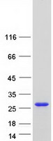 Coomassie blue staining of purified CSDC2 protein