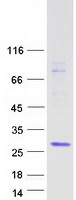 protq9y543 hes2 human recombinant protein
