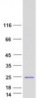 Coomassie blue staining of purified HSPB11 protein