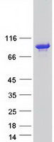 protq9y597 kctd3 human recombinant protein