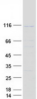 protq9y5f6 pcdhgc5 human recombinant protein