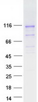Coomassie blue staining of purified PCDHGB5 protein