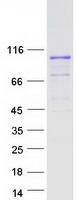 protq9y5g2 pcdhgb2 human recombinant protein