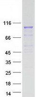 protq9y5h1 pcdhga2 human recombinant protein