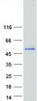 protq9y5k3 pcyt1b human recombinant protein