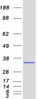 protq9y5n6 orc6l orc6 human recombinant protein