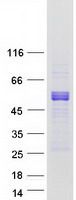 Coomassie blue staining of purified DMRT1 protein