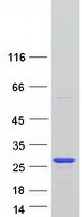 protq9y5s9 y14 rbm8a human recombinant protein