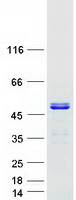 protq9y5u2 tssc4 human recombinant protein