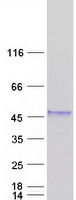 Coomassie blue staining of purified WIF1 protein