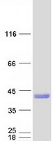 protq9y5w9 snx11 human recombinant protein