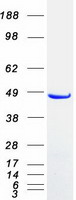 Coomassie blue staining of purified SNX5 protein