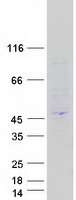 Coomassie blue staining of purified PEX16 protein