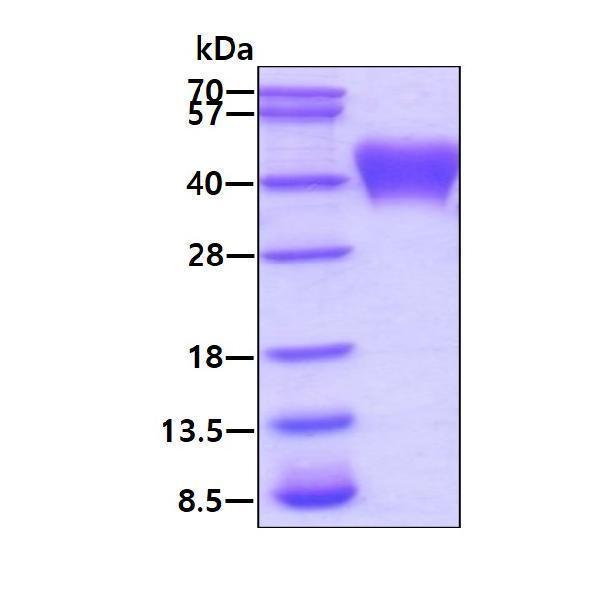 3ug by SDS-PAGE under reducing condition and visualized by coomassie blue stain