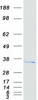 protq9y5z4 hebp2 human recombinant protein