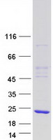 protq9y605 mrfap1 human recombinant protein