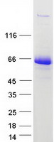 Coomassie blue staining of purified LRRFIP2 protein