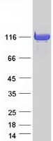 Coomassie blue staining of purified FHOD1 protein