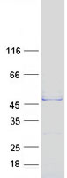 Coomassie blue staining of purified ACTL7B protein