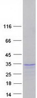 protq9y651 sox21 human recombinant protein