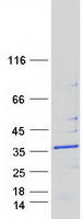 protq9y676 mrps18b human recombinant protein