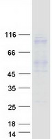 Coomassie blue staining of purified COPG1 protein
