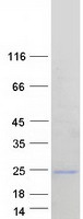 protq9y689 arl5a human recombinant protein