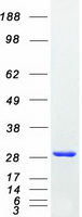 protq9y696 clic4 human recombinant protein